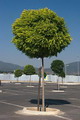 اقاقیای توپی(پیوندی)